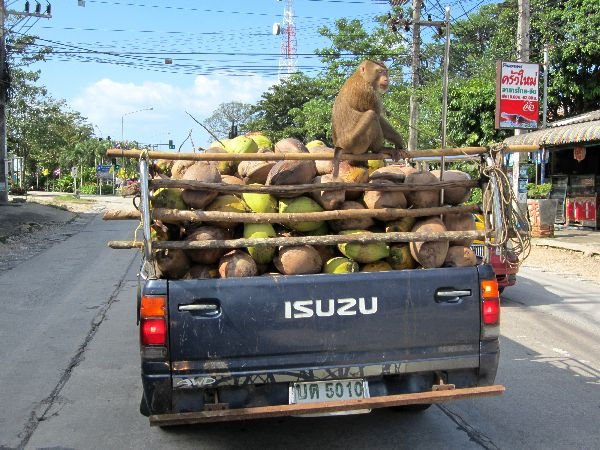 Kokosernte auf Samui mit Affe